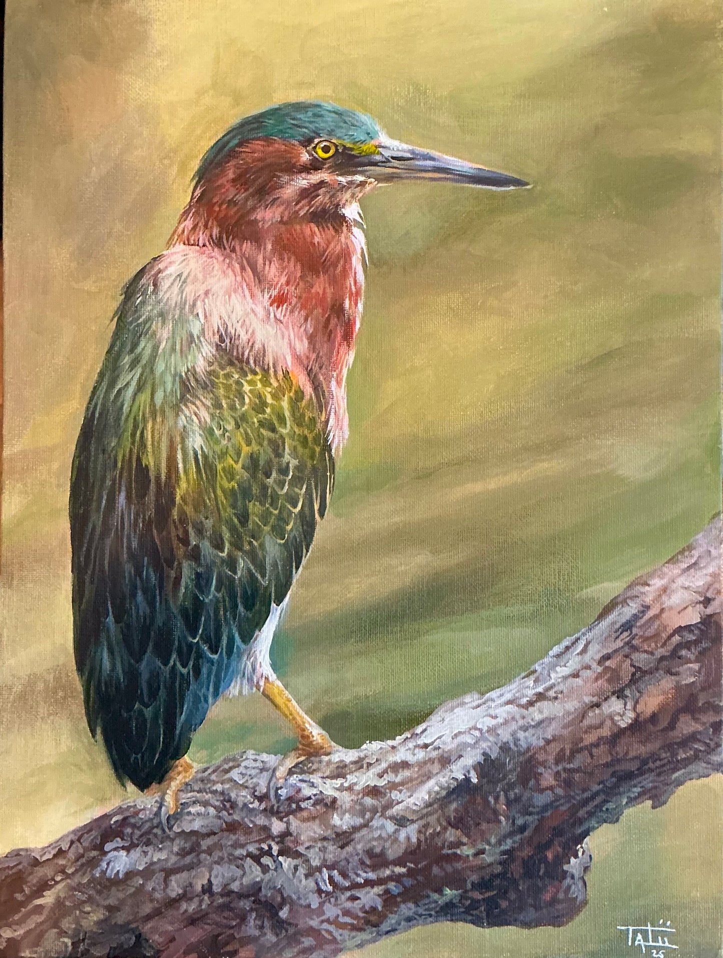 Green Heron - ORIGINAL